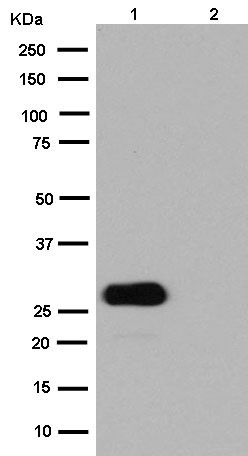 Western blot - Anti-GFP antibody [EPR14104] (ab183734), expandable thumbnail