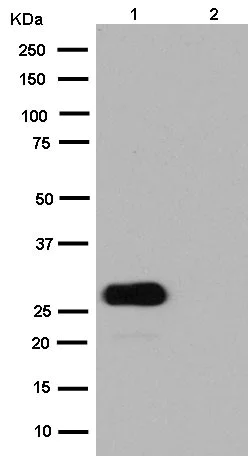 Western blot - Anti-GFP antibody [EPR14104] (AB183734)