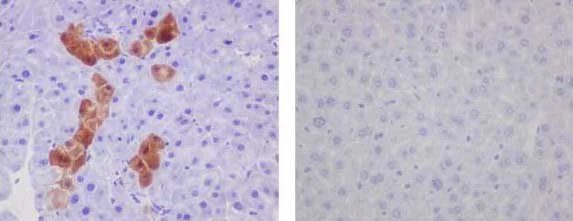 Immunohistochemistry (Formalin/PFA-fixed paraffin-embedded sections) - Anti-GFP antibody [EPR14104] - BSA and Azide free (AB220802)