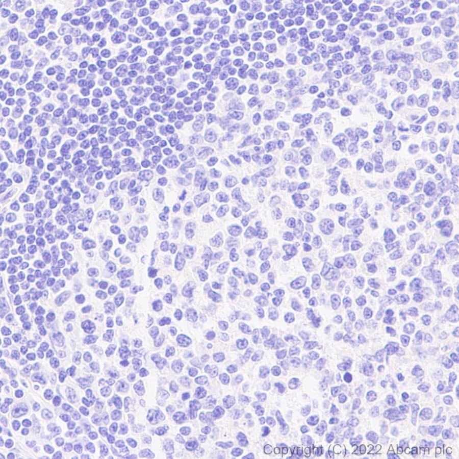 Immunohistochemistry (Formalin/PFA-fixed paraffin-embedded sections) - Anti-GFP antibody [EPR14104] - Chicken IgY (Chimeric) (AB300643), expandable thumbnail