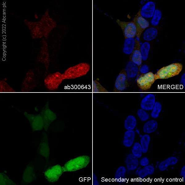 Immunocytochemistry/ Immunofluorescence - Anti-GFP antibody [EPR14104] - Chicken IgY (Chimeric) - BSA and Azide free (AB300644)