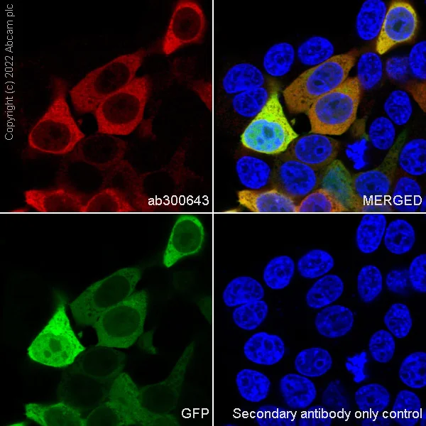 Immunocytochemistry/ Immunofluorescence - Anti-GFP antibody [EPR14104] - Chicken IgY (Chimeric) - BSA and Azide free (AB300644)