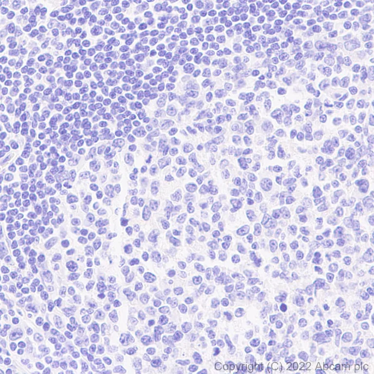 Immunohistochemistry (Formalin/PFA-fixed paraffin-embedded sections) - Anti-GFP antibody [EPR14104] - Chicken IgY (Chimeric) - BSA and Azide free (AB300644)