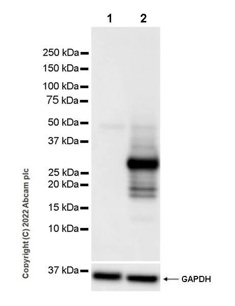 Western blot - Anti-GFP antibody [EPR14104] - Chicken IgY (Chimeric) - BSA and Azide free (AB300644)