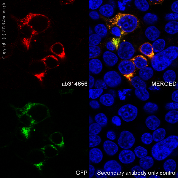 Immunocytochemistry/ Immunofluorescence - Anti-GFP antibody [EPR28018-38] (AB314656), expandable thumbnail