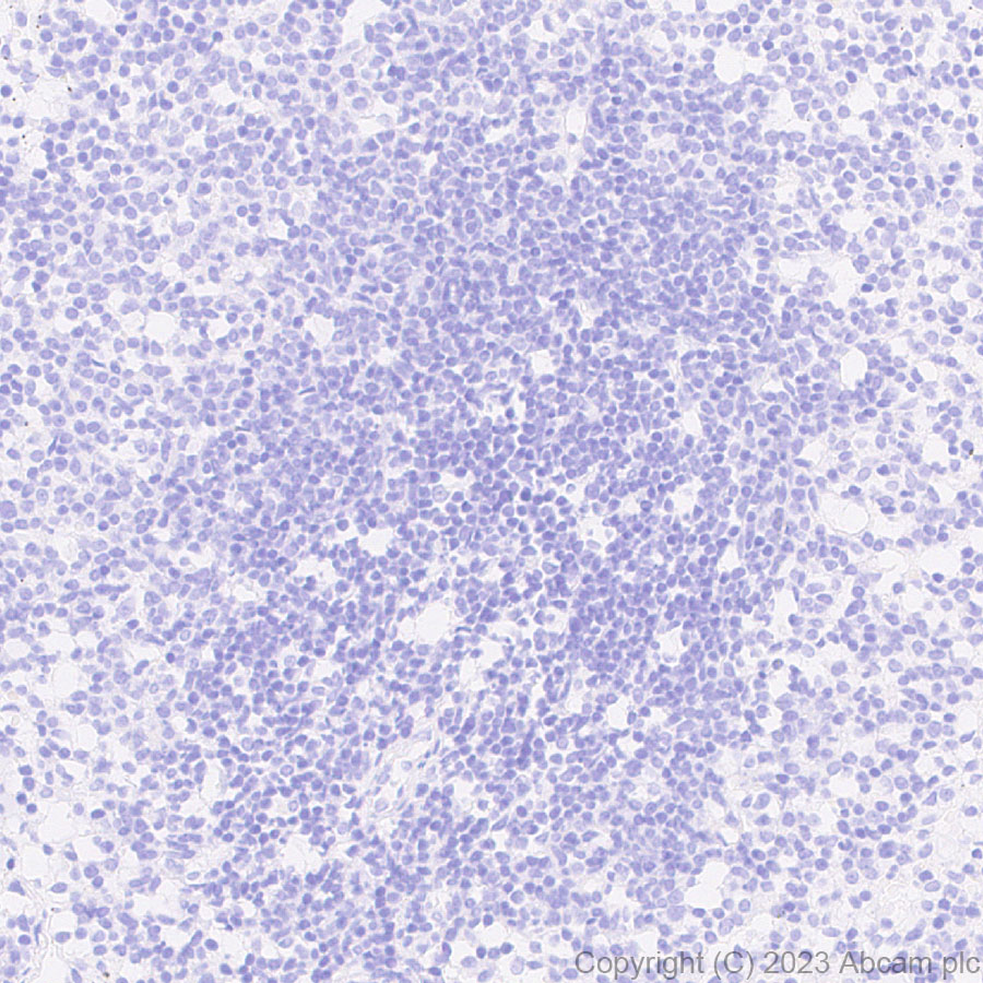 Immunohistochemistry (Formalin/PFA-fixed paraffin-embedded sections) - Anti-GFP antibody [EPR28018-38] (ab314656), expandable thumbnail