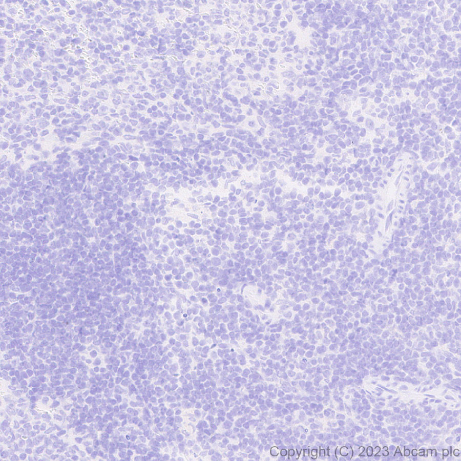 Immunohistochemistry (Formalin/PFA-fixed paraffin-embedded sections) - Anti-GFP antibody [EPR28018-38] (ab314656), expandable thumbnail