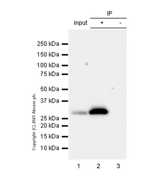 Immunoprecipitation - Anti-GFP antibody [EPR28018-38] (AB314656), expandable thumbnail
