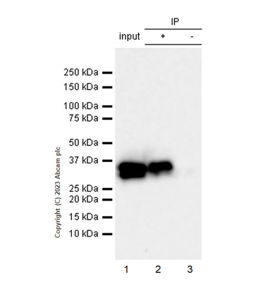 Immunoprecipitation - Anti-GFP antibody [EPR28018-38] (AB314656), expandable thumbnail