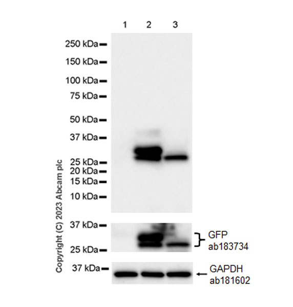 Western blot - Anti-GFP antibody [EPR28018-38] (AB314656), expandable thumbnail