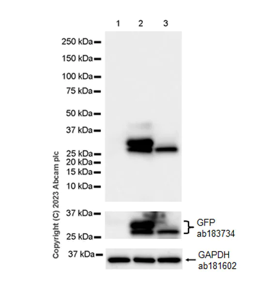 Western blot - Anti-GFP antibody [EPR28018-38] (AB314656)