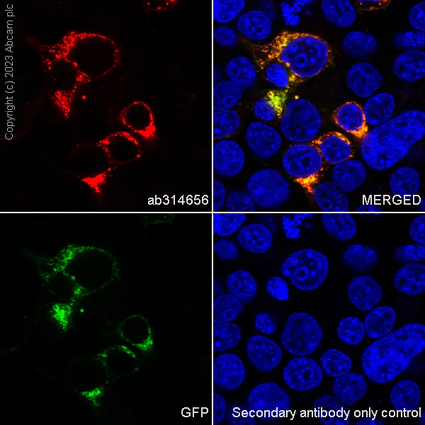 Immunocytochemistry/ Immunofluorescence - Anti-GFP antibody [EPR28018-38] - BSA and Azide free (AB314657)