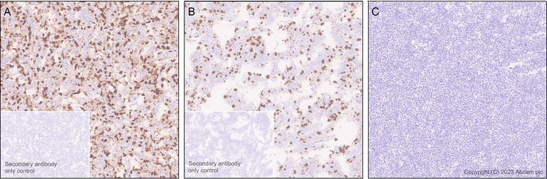 Immunohistochemistry (Formalin/PFA-fixed paraffin-embedded sections) - Anti-GFP antibody [EPR28018-38] - BSA and Azide free (AB314657)