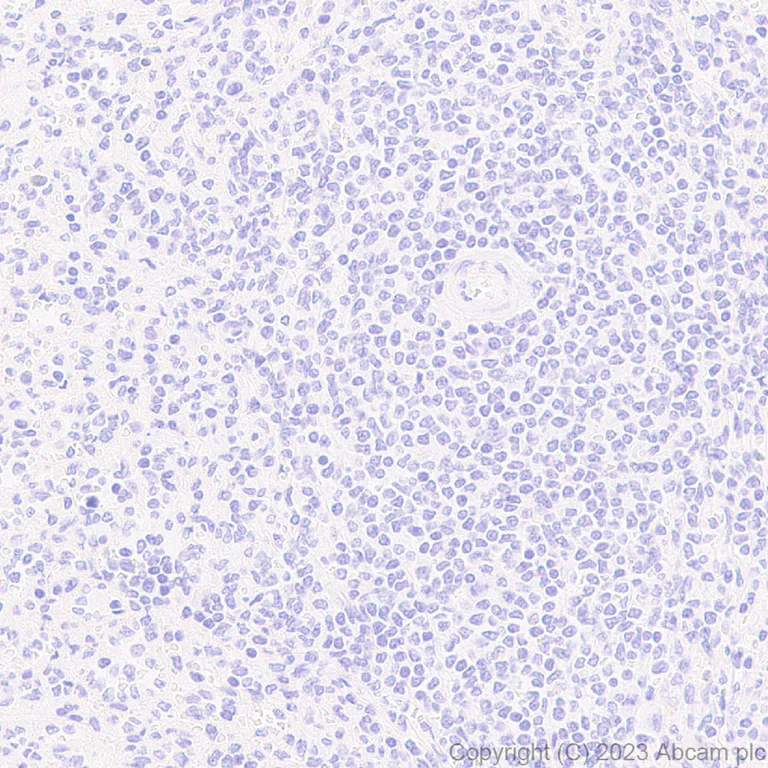 Immunohistochemistry (Formalin/PFA-fixed paraffin-embedded sections) - Anti-GFP antibody [EPR28018-38] - BSA and Azide free (AB314657)