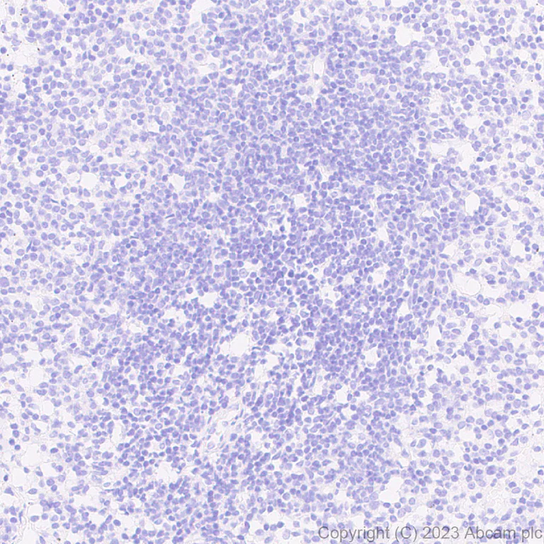 Immunohistochemistry (Formalin/PFA-fixed paraffin-embedded sections) - Anti-GFP antibody [EPR28018-38] - BSA and Azide free (AB314657)
