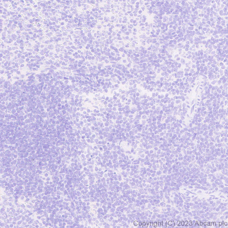 Immunohistochemistry (Formalin/PFA-fixed paraffin-embedded sections) - Anti-GFP antibody [EPR28018-38] - BSA and Azide free (AB314657)