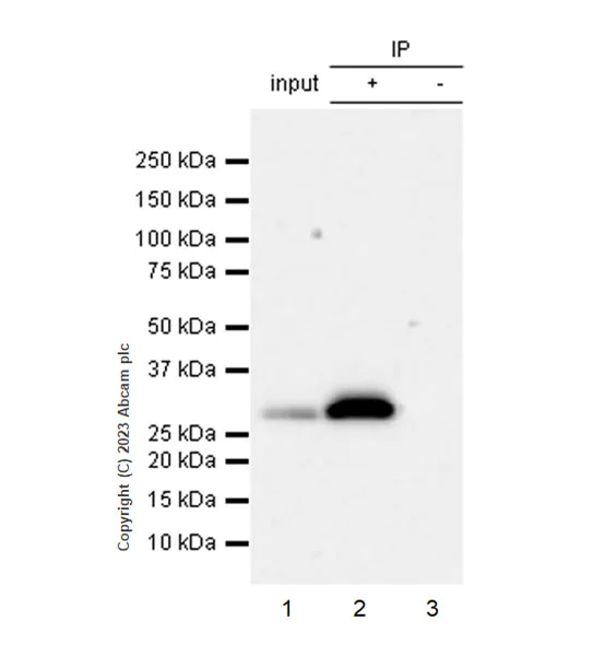 Immunoprecipitation - Anti-GFP antibody [EPR28018-38] - BSA and Azide free (AB314657)