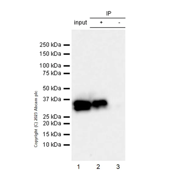 Immunoprecipitation - Anti-GFP antibody [EPR28018-38] - BSA and Azide free (AB314657)
