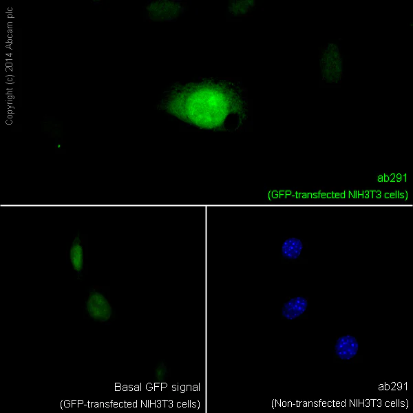 Immunocytochemistry/ Immunofluorescence - Anti-GFP antibody [LGB-1] (AB291)