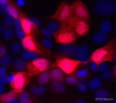Immunocytochemistry/ Immunofluorescence - Anti-GFP antibody [LGB-1] (AB291)