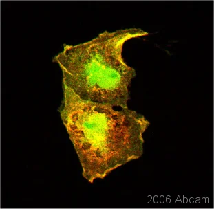Immunocytochemistry/ Immunofluorescence - Anti-GFP antibody [LGB-1] (AB291)