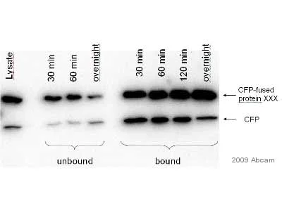 Immunoprecipitation - Anti-GFP antibody [LGB-1] (AB291)