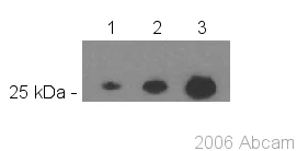 Western blot - Anti-GFP antibody [LGB-1] (AB291)
