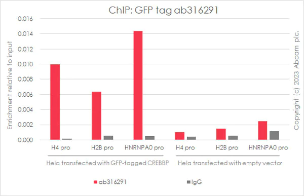 ChIP - Anti-GFP antibody [RM1064] (AB316291)