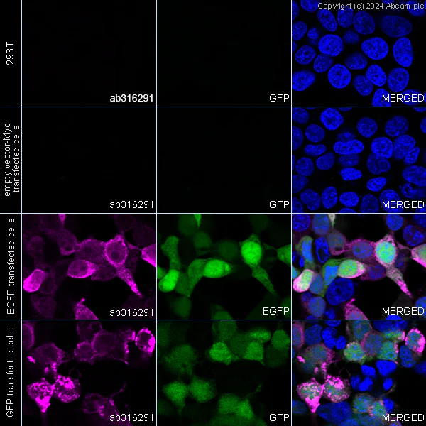 Immunocytochemistry/ Immunofluorescence - Anti-GFP antibody [RM1064] (AB316291)