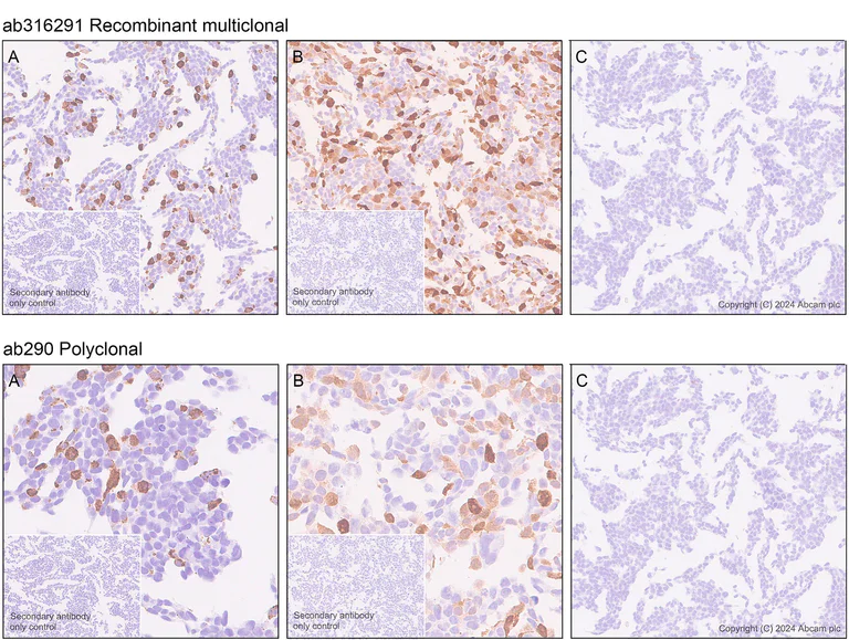 Immunohistochemistry (Formalin/PFA-fixed paraffin-embedded sections) - Anti-GFP antibody [RM1064] - BSA and Azide free (AB316292)