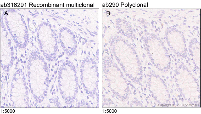 Immunohistochemistry (Formalin/PFA-fixed paraffin-embedded sections) - Anti-GFP antibody [RM1064] - BSA and Azide free (AB316292)