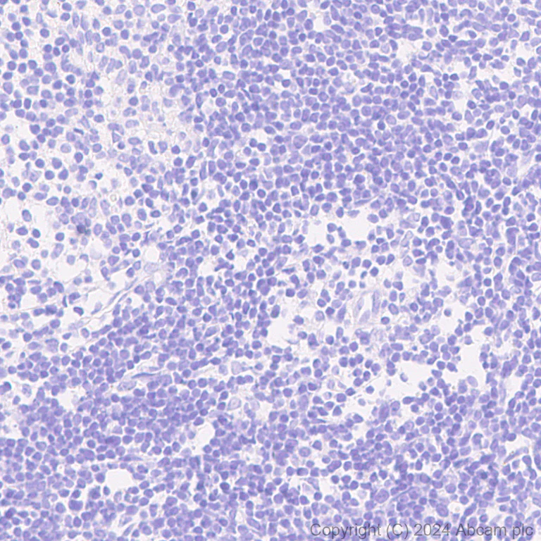 Immunohistochemistry (Formalin/PFA-fixed paraffin-embedded sections) - Anti-GFP antibody [RM1064] - BSA and Azide free (AB316292)