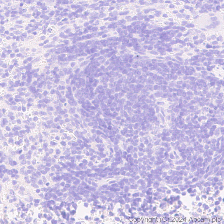 Immunohistochemistry (Formalin/PFA-fixed paraffin-embedded sections) - Anti-GFP antibody [RM1064] - BSA and Azide free (AB316292)