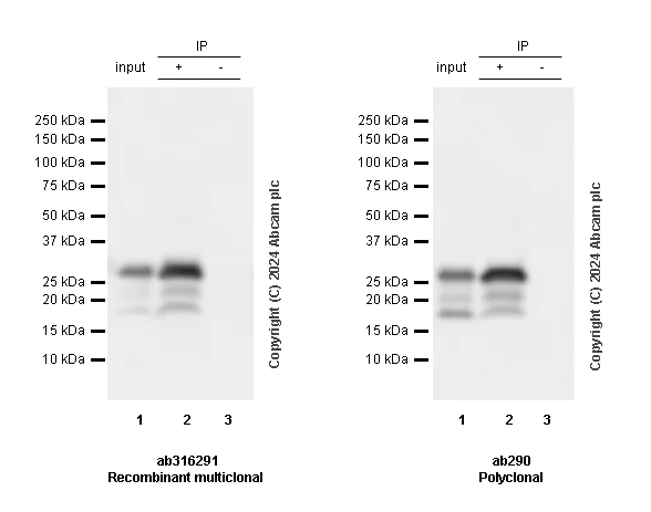 Immunoprecipitation - Anti-GFP antibody [RM1064] - BSA and Azide free (AB316292)
