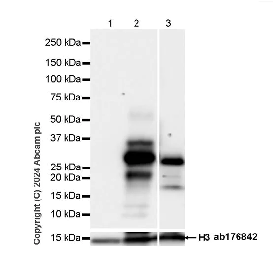 Western blot - Anti-GFP antibody [RM1064] - BSA and Azide free (AB316292)