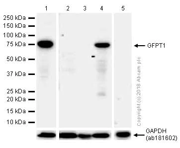 Western blot - Anti-GFPT1 antibody [EPR4854] (AB125069)