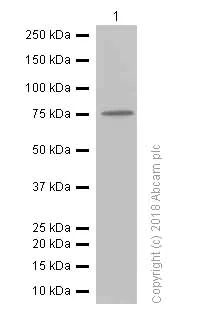 Western blot - Anti-GFPT1 antibody [EPR4854] (AB125069)