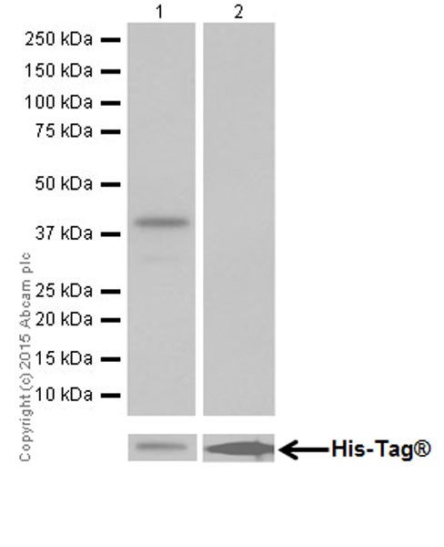 Anti-GFPT2 antibody [EPR19095]