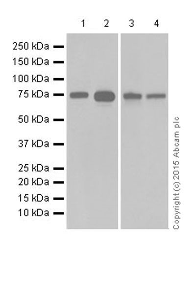 Western blot - Anti-GFPT2 antibody [EPR19095] (AB190966)