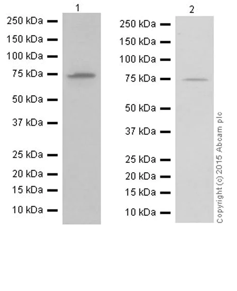 Western blot - Anti-GFPT2 antibody [EPR19095] (AB190966)