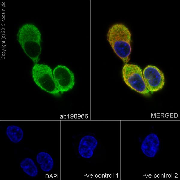 Immunocytochemistry/ Immunofluorescence - Anti-GFPT2 antibody [EPR19095] - BSA and Azide free (AB240316), expandable thumbnail