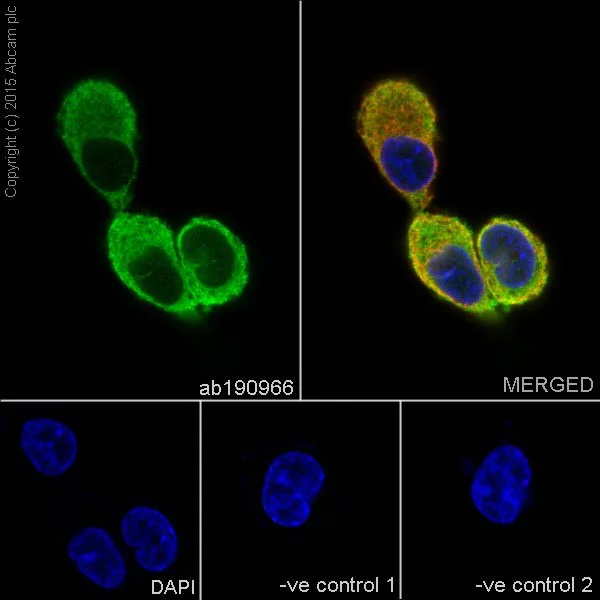 Immunocytochemistry/ Immunofluorescence - Anti-GFPT2 antibody [EPR19095] - BSA and Azide free (AB240316)