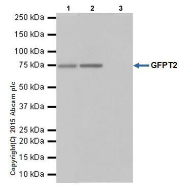 Immunoprecipitation - Anti-GFPT2 antibody [EPR19095] - BSA and Azide free (AB240316)