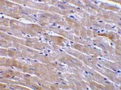 Immunohistochemistry (Formalin/PFA-fixed paraffin-embedded sections) - Anti-GFR alpha 3/GFRA3 antibody (AB8028)