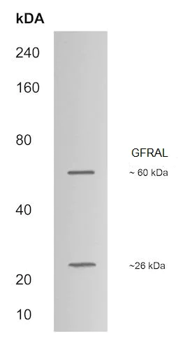 Western blot - Anti-GFRAL antibody (AB214929)