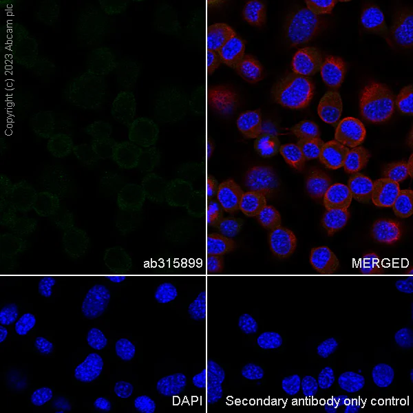 Immunocytochemistry/ Immunofluorescence - Anti-GFRAL antibody [EPR28368-150] (AB315899)