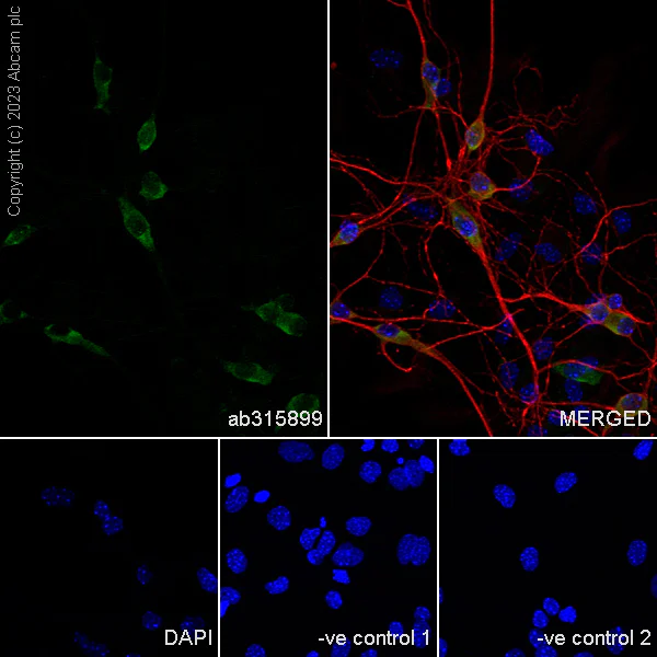 Immunocytochemistry/ Immunofluorescence - Anti-GFRAL antibody [EPR28368-150] - BSA and Azide free (AB315900)