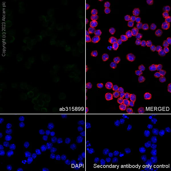 Immunocytochemistry/ Immunofluorescence - Anti-GFRAL antibody [EPR28368-150] - BSA and Azide free (AB315900)