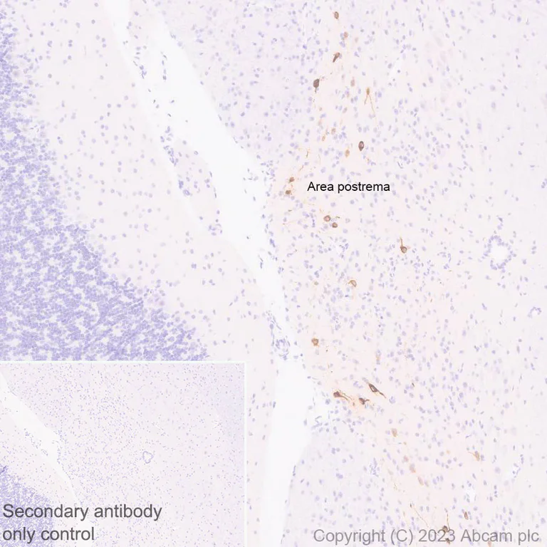 Immunohistochemistry (Formalin/PFA-fixed paraffin-embedded sections) - Anti-GFRAL antibody [EPR28368-150] - BSA and Azide free (AB315900)