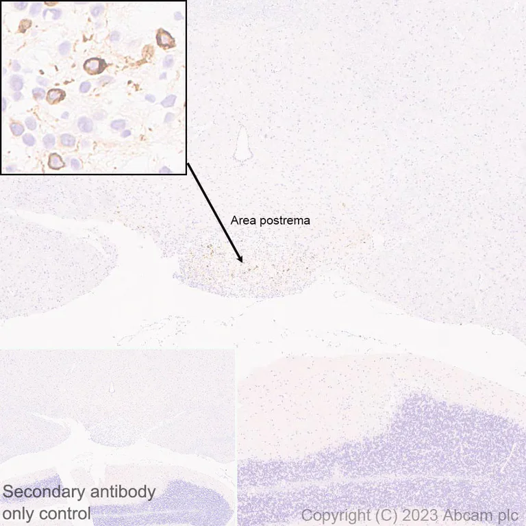 Immunohistochemistry (Formalin/PFA-fixed paraffin-embedded sections) - Anti-GFRAL antibody [EPR28368-150] - BSA and Azide free (AB315900)